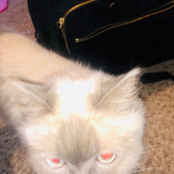 Kate Spade backpack - Picture 6 of 8